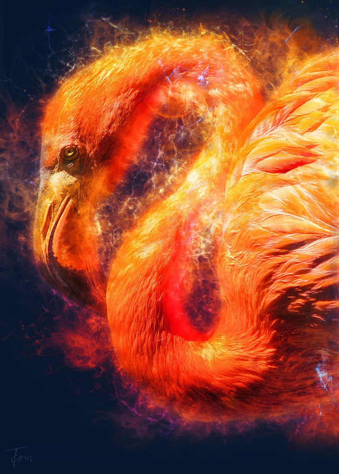 Flamingo