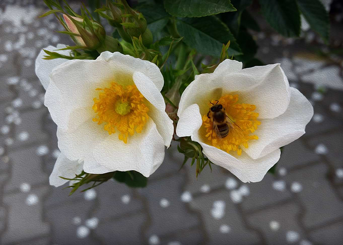 Bee and flowers in spring