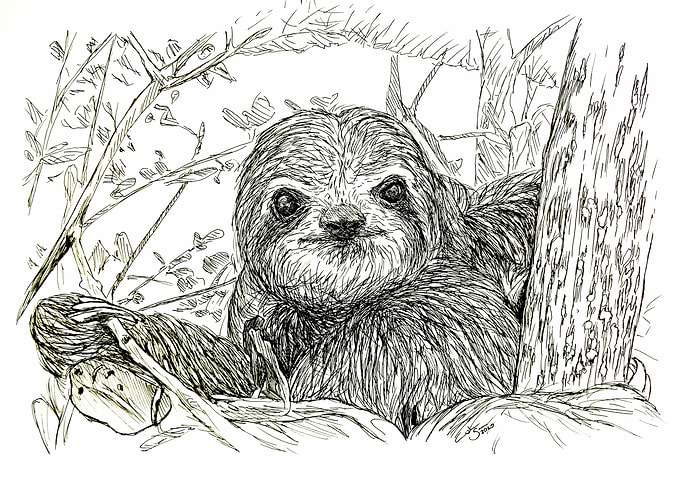 Sloth