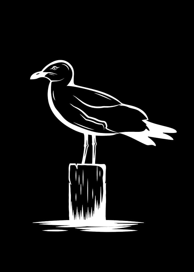 Seagull