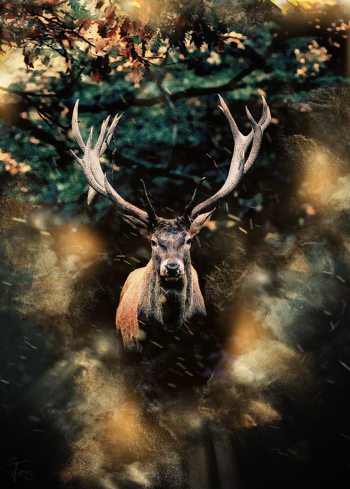 Stag
