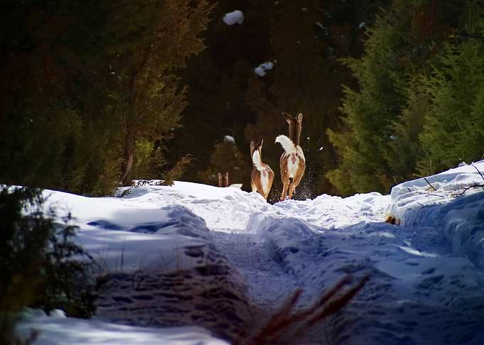 Domino Deer