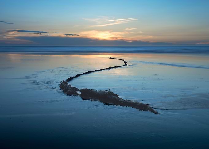 Abandoned seaside snake
