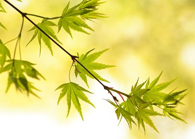 fresh leaves