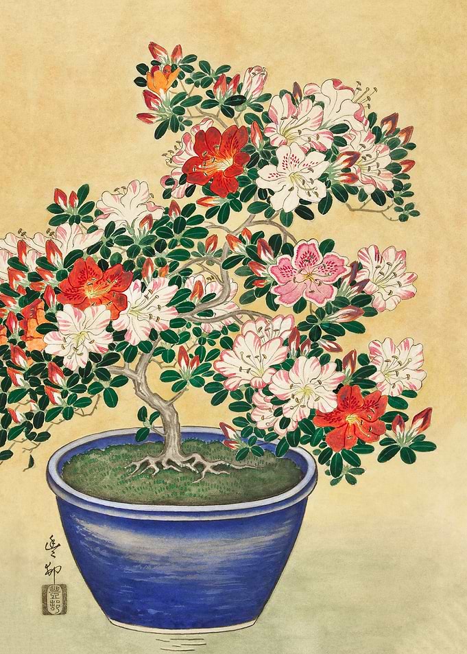 Blooming azalea