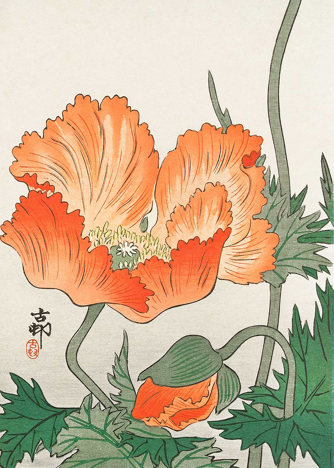 Birds and plants