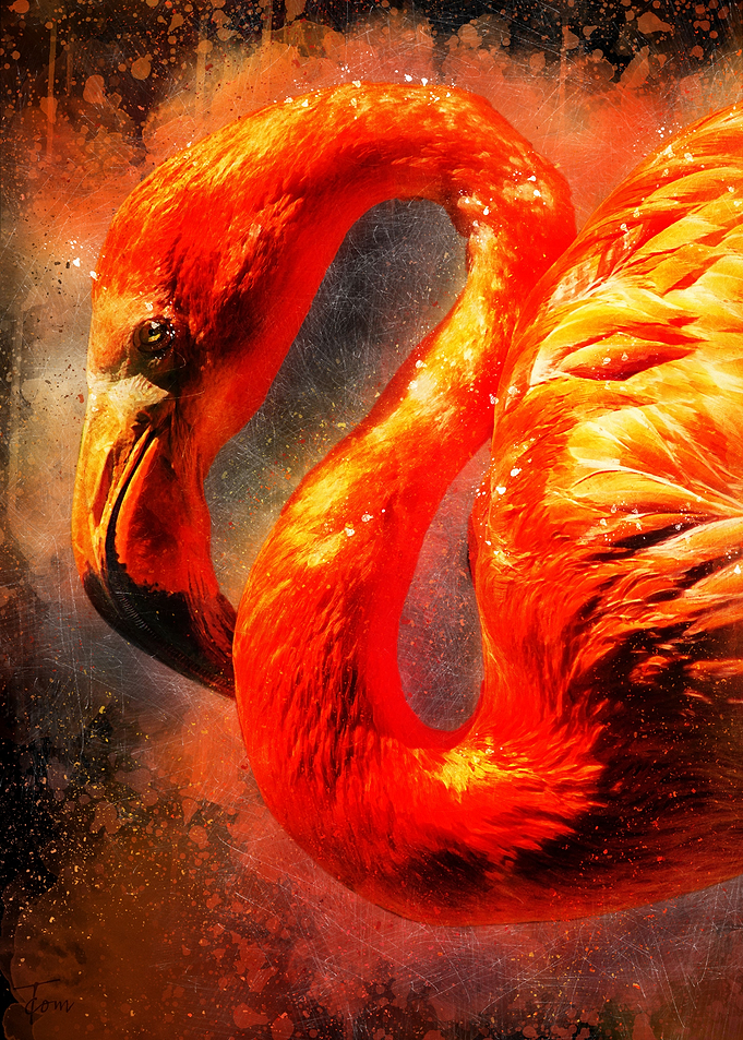 Flamingo