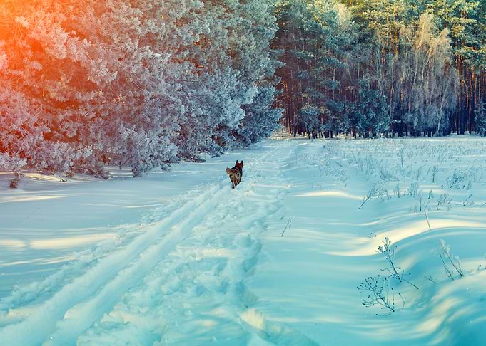 Animal Background Beautifu