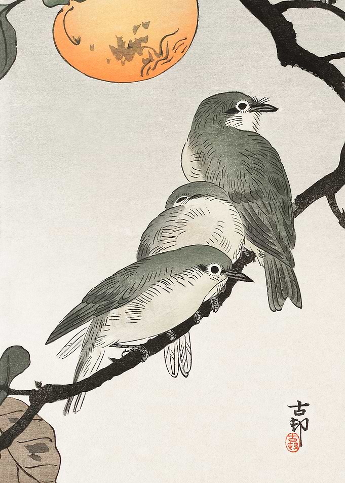 Birds and plants