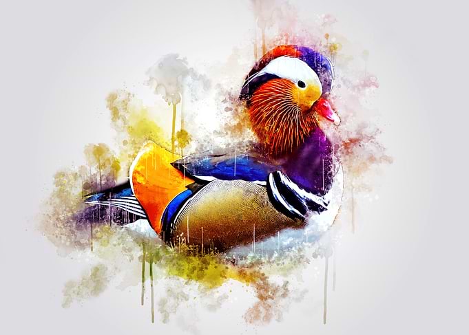 Mandarin Duck