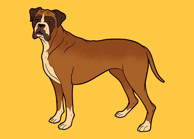 of a Boxer dog