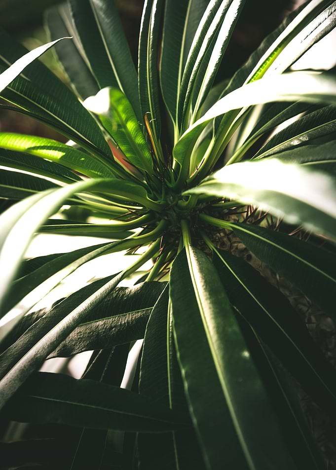Madagascar Palm