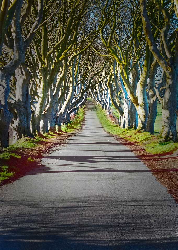 The Dark Hedges