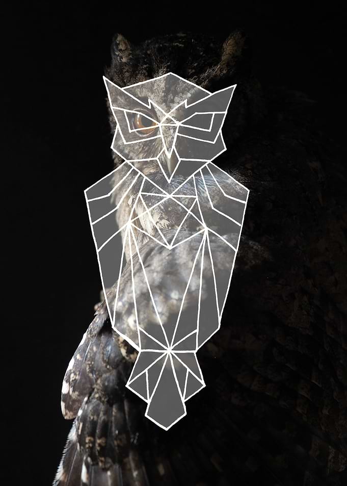 Dark owl