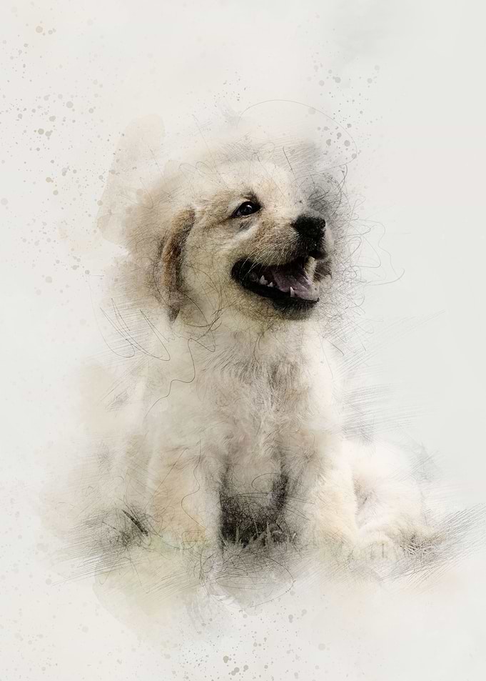 Golden Retriever Puppy