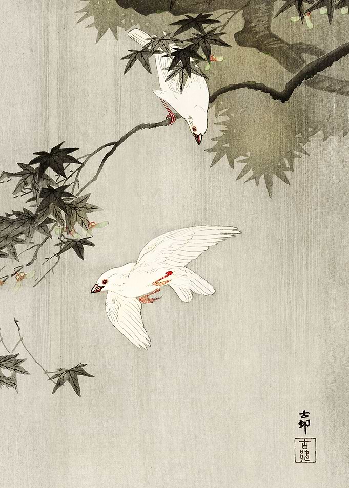 Birds in rain