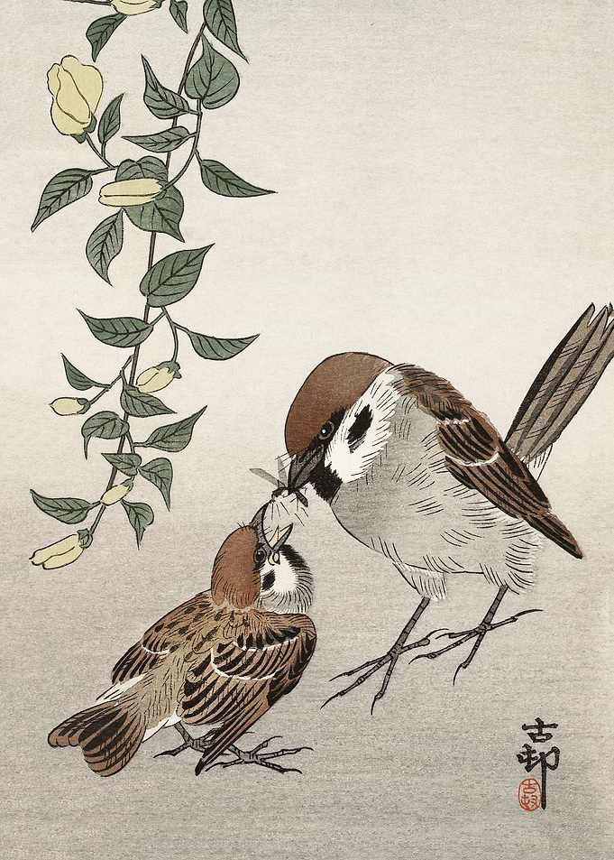 Birds and plants