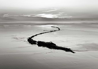 Abandoned seaside snake
