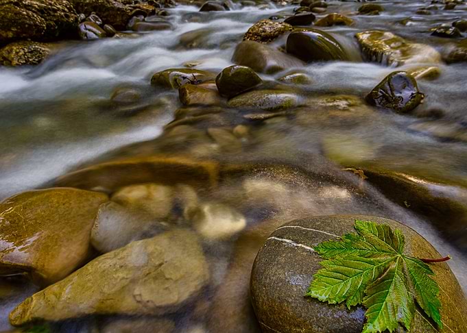 Silent Waters