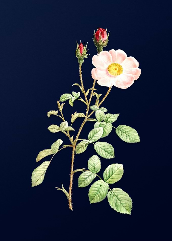Vintage Rose on Deep Blue