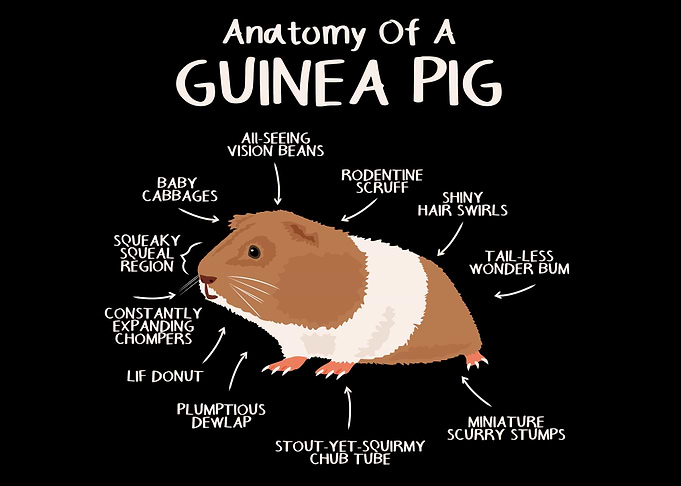 Anatomy of a Guinea Pig