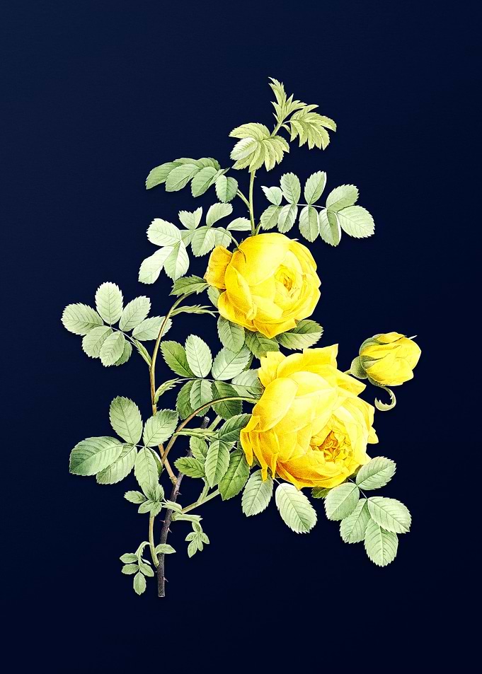 Vintage Rose on Deep Blue