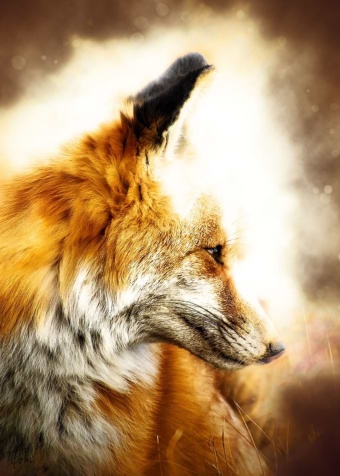 Fox