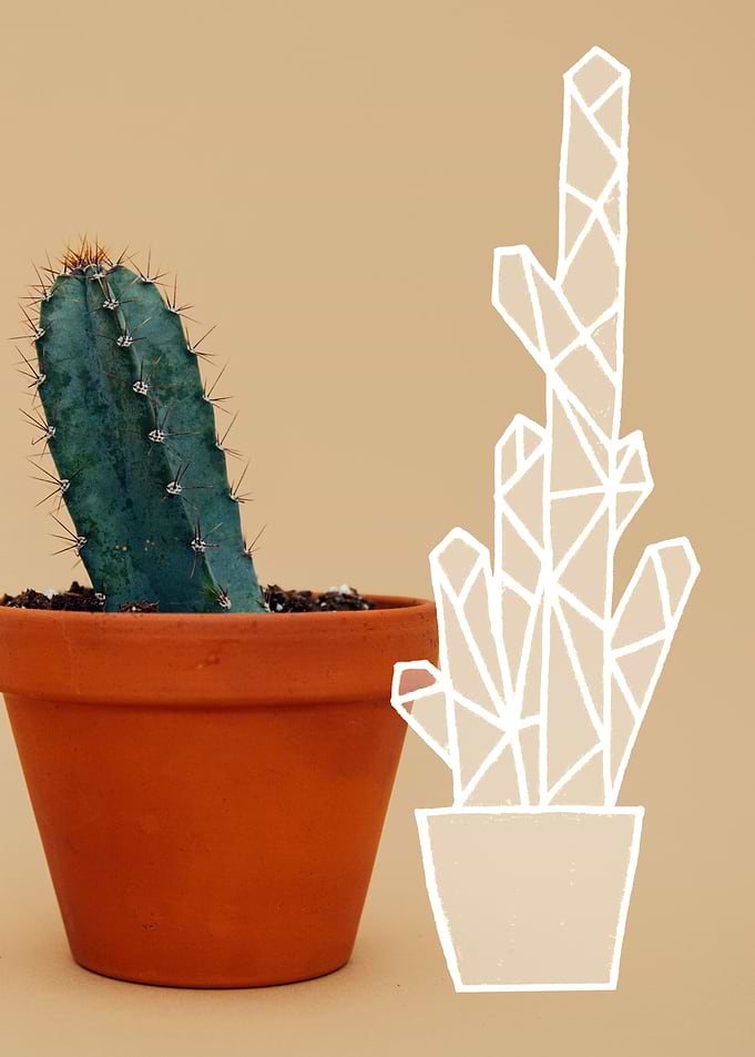 tall cactus
