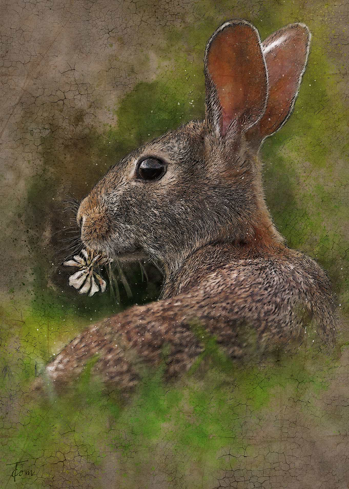 Rabbit