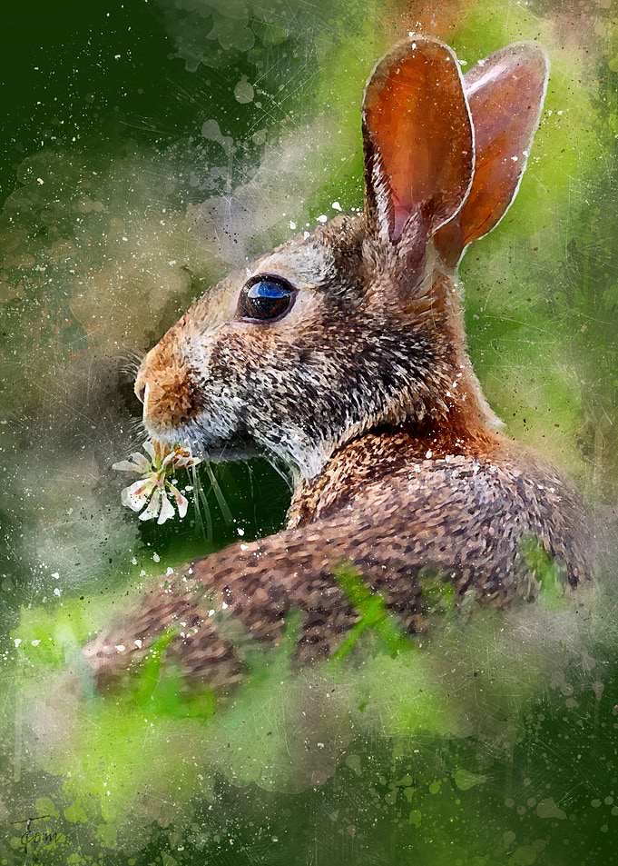 Rabbit