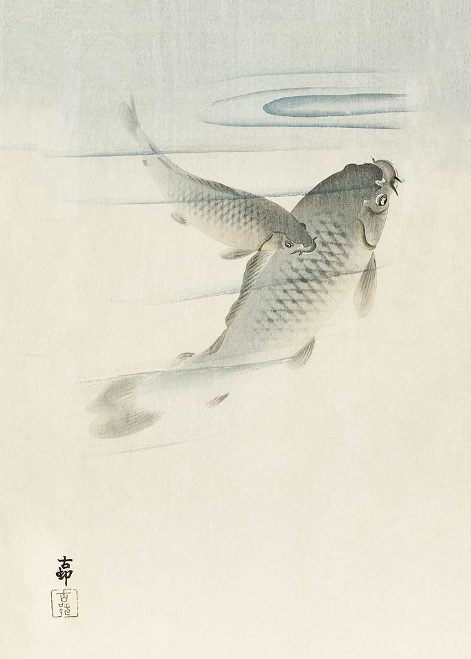 Carp