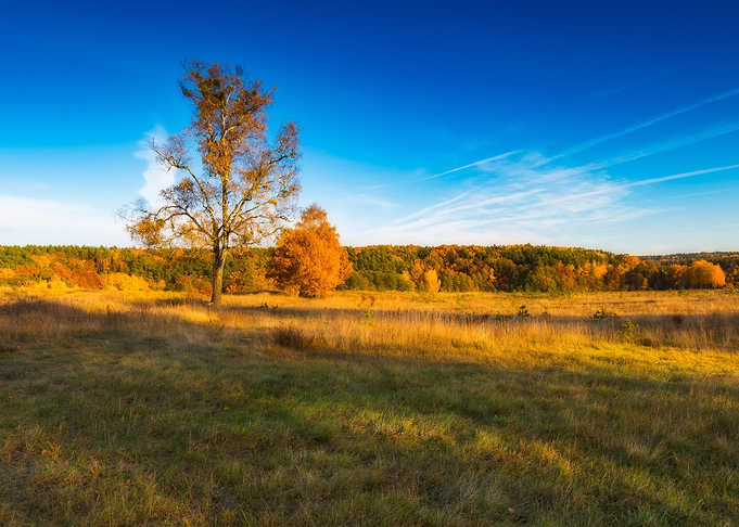 Nature Forest Landscape Me