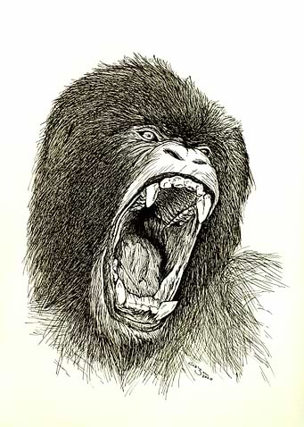 Gorilla