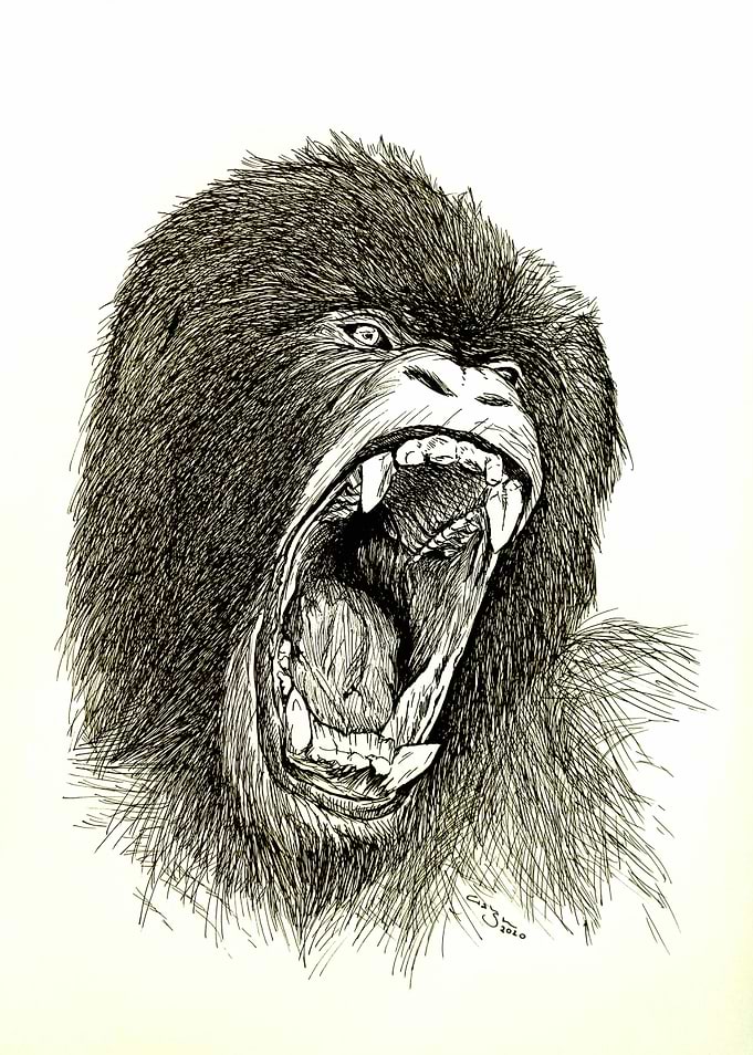 Gorilla