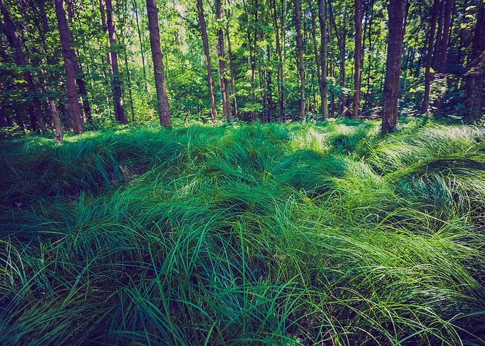 Green Forest Foliage Natur