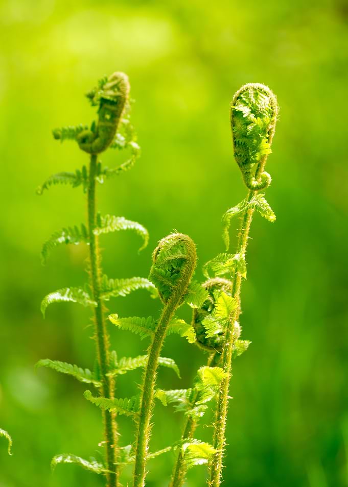 Forest Greens