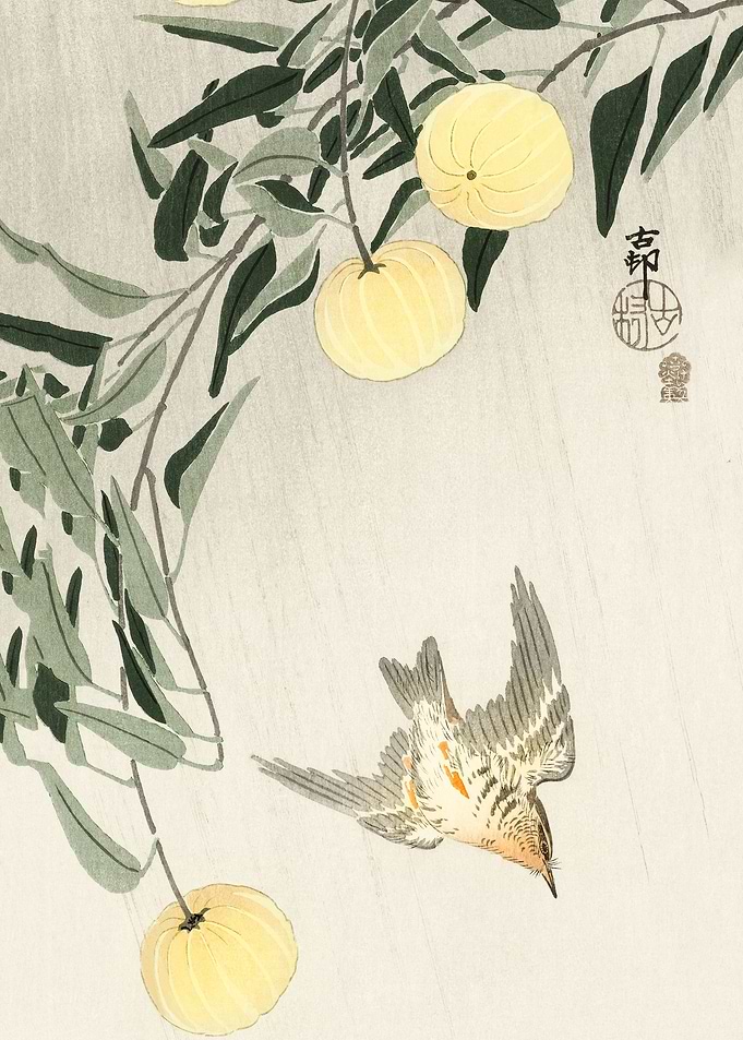 Cuckoo in the rain