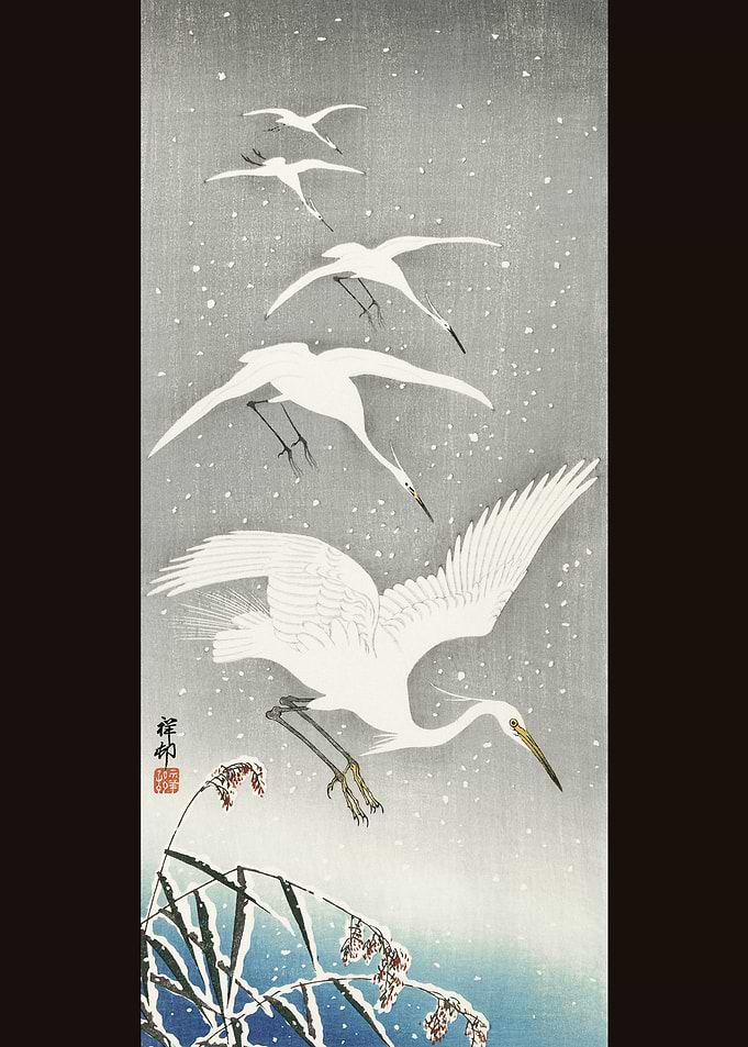 Descending egrets in snow