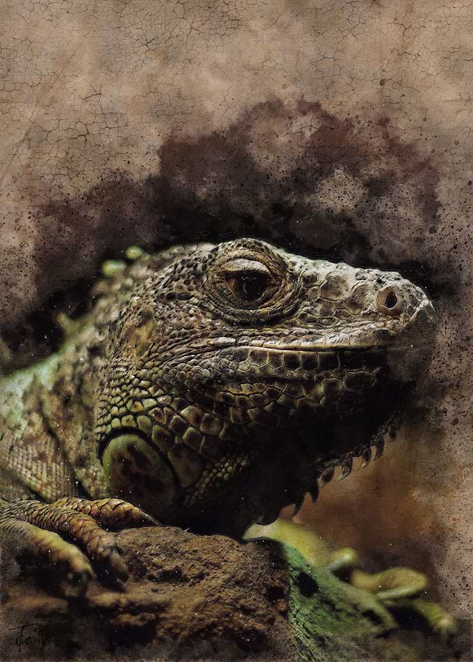 Iguana