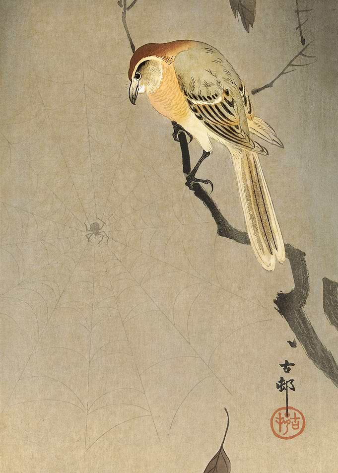 Buffalo wing shrike