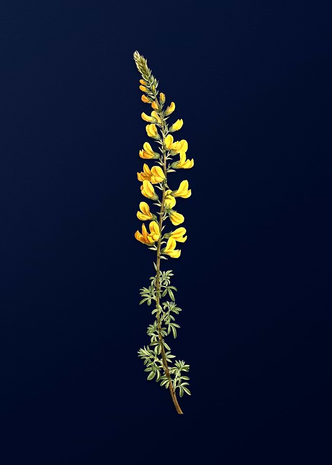 Floral Illustration Blue