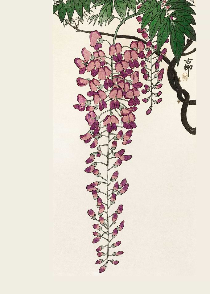 Blooming wisteria