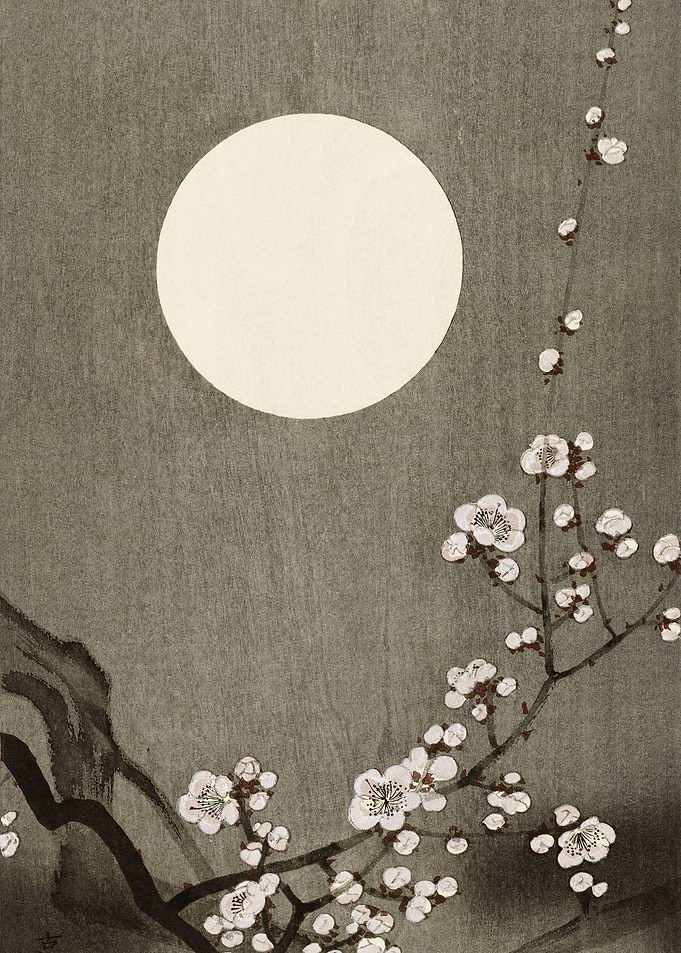 Blooming plum blossom