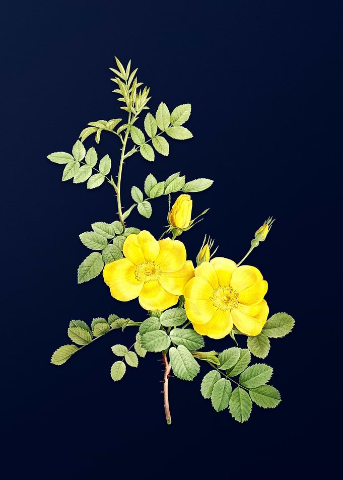 Yellow Flowers Deep Blue
