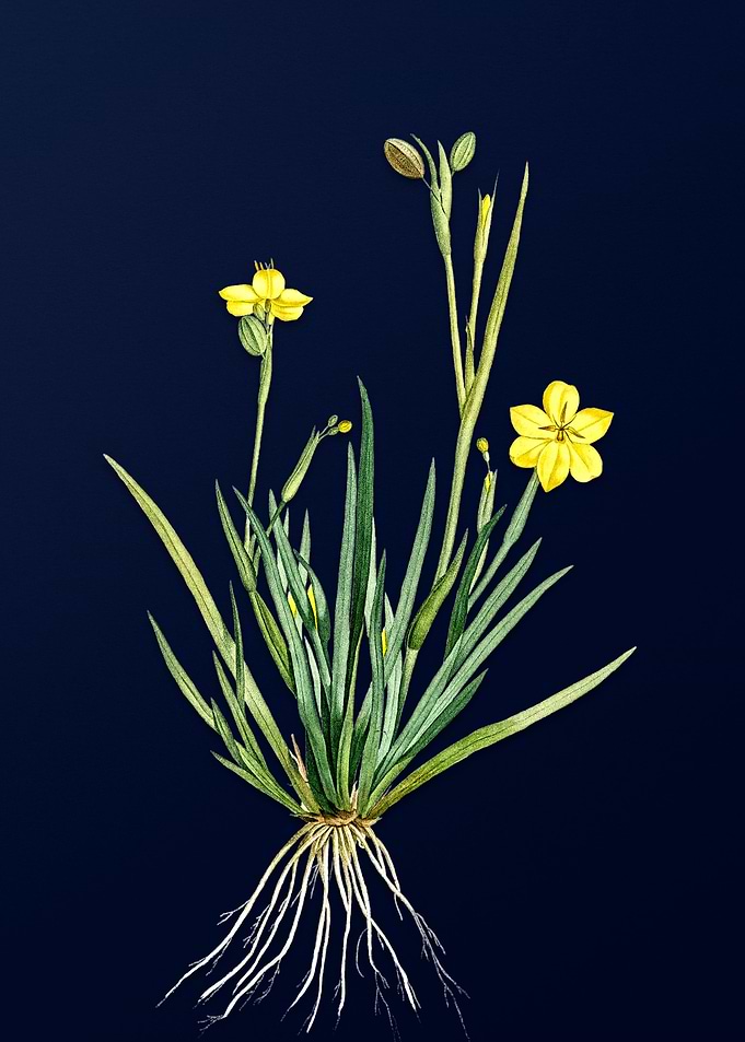 Yellow Flowers Deep Blue