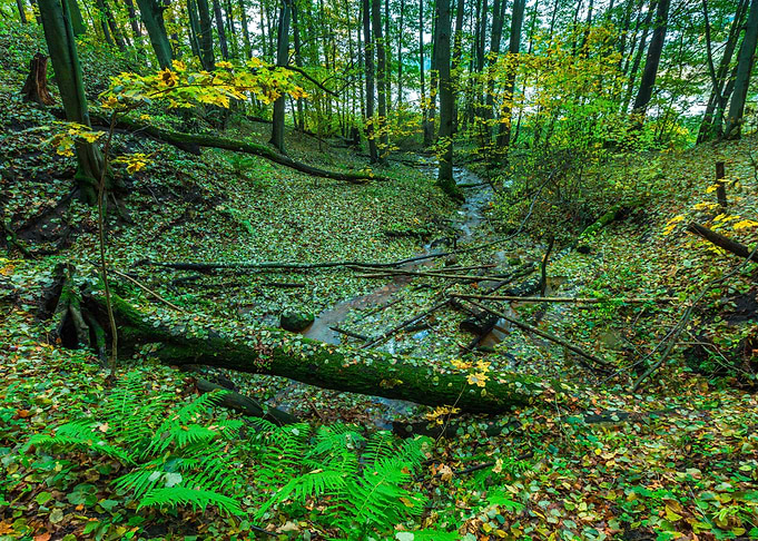 Fall Red Europe Landscape