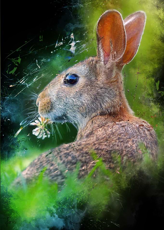 Rabbit