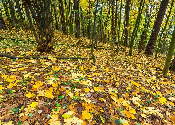 Fall Red Europe Landscape