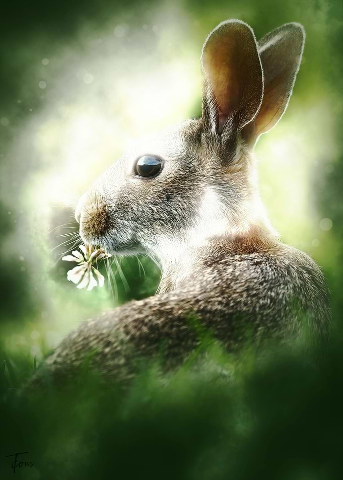 Rabbit