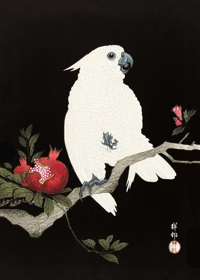 Cockatoo with pomegranate